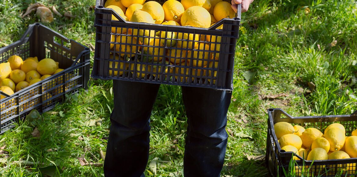 señor sosteniendo limones