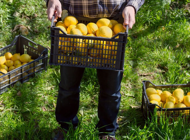 señor sosteniendo limones