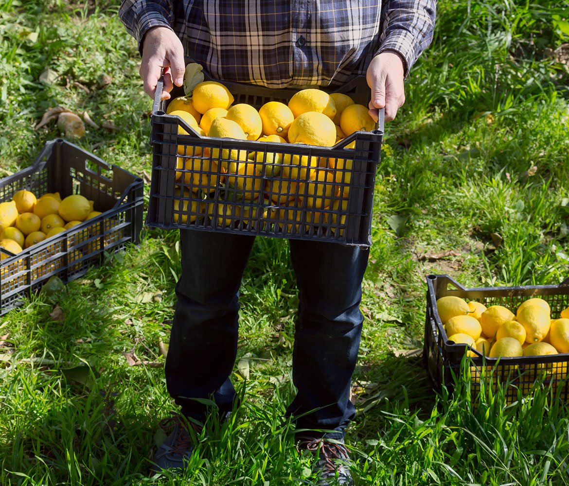 señor sosteniendo limones